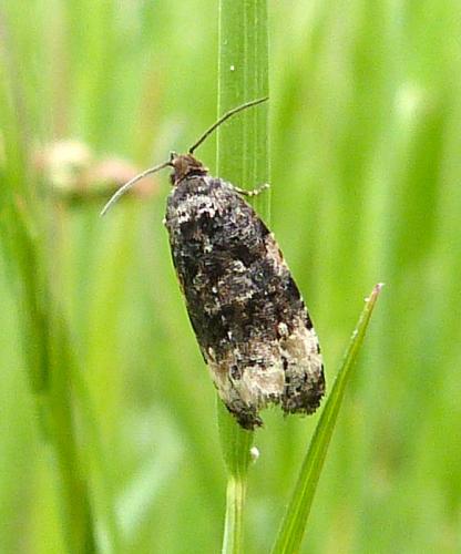 Réf. 282 191 : Endothenia sp.